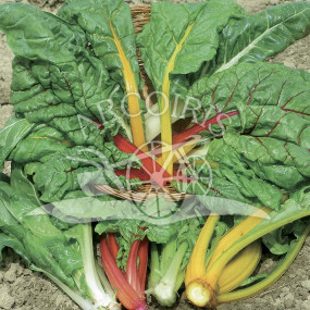 Bright Lights Swiss chard - Arcoiris organic