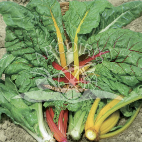 Swiss Chard Bright Lights - Organic Seeds