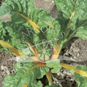 Bright Yellow swiss Chard - Arcoiris organic seeds
