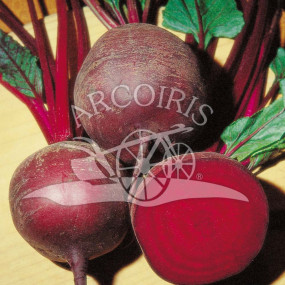 Beet Detroit 2 - Arcoiris organic seeds
