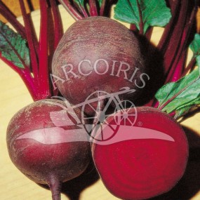 Beet Detroit 2 50 g - Arcoiris organic and biodynamic seeds