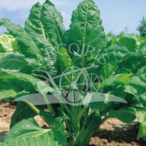 Swiss Chard Smooth Green Cutting - Organic Seeds