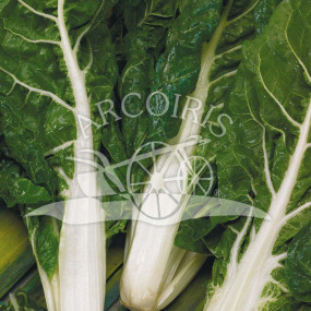 Swiss Chard Verde a costa Bianca (3) - Organic Seeds