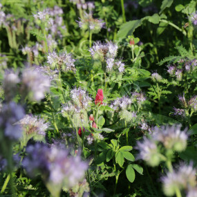BIOPRATO FIORITO- Organic Mix for Bees