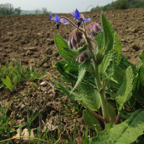 Borragine (Borago Officinalis) 100 g - Arcoiris sementi biologiche