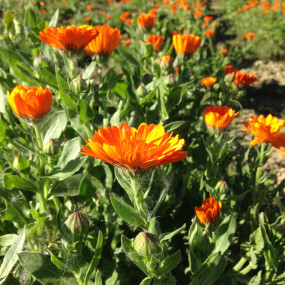 Calendula (Calendula Officinalis) 100 g - Arcoiris sementi biologiche