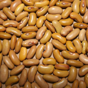 Cannellino della Valle Umbra 1 Kg - Arcoiris sementi biologiche