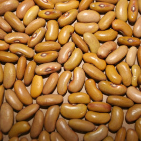 Bean Cannellino of the Umbrian Vanne - Organic Seeds