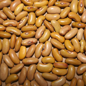 Bean Cannellino of the Umbrian Vanne - Organic Seeds