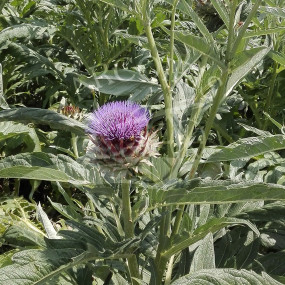 Cardo gigante di Romagna 25 g - Arcoiris sementi biologiche