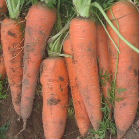 Carrot Flakkee - Organic Seeds
