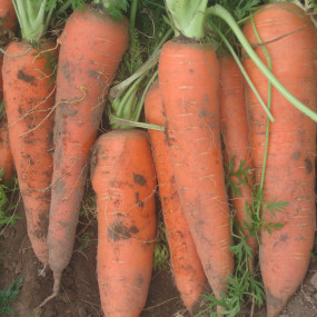 Carota Flakkee 50 g - Arcoiris sementi biologiche