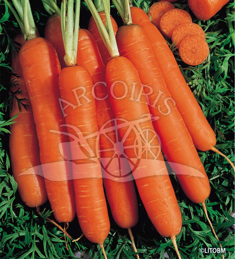 La carota Rainbow seminate a fine aprile IN UN 15 pentola litri