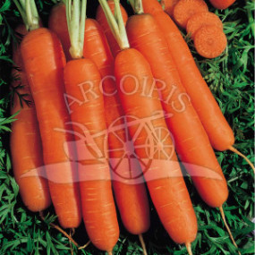Carota Nantese 2  - 250 g - Arcoiris sementi biologiche