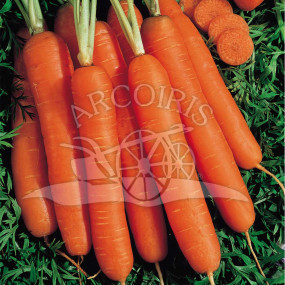 Carrot Nantese 2 - Arcoiris organic seeds