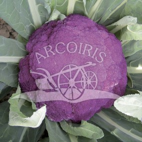 Cauliflower di Sicilia violetto - 2500 seeds - organic and biodynamic seeds