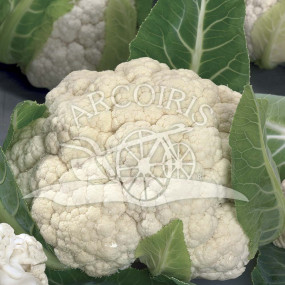 Cauliflower Napoletano Marzatico - Organic Seeds