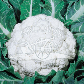 Cauliflower Palla di Neve - Arcoiris organic seeds
