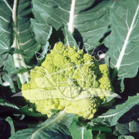 Cauliflower Romanesco Natalino - Arcoiris organic seeds