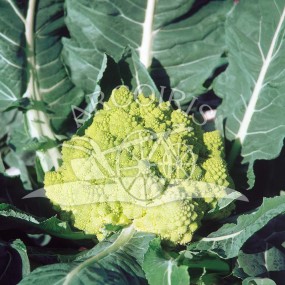 Cavolfiore Romanesco Natalino - 2000 semi - Arcoiris sementi biologiche e biodinamiche
