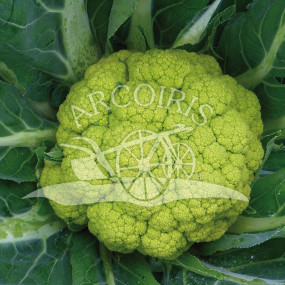 Cauliflower Green of Macerata - Organic Seeds