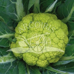 Cauliflower verde di Macerata - 2500 seeds - organic and biodynamic seeds