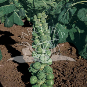 Brussels sprout Mezzo Nano 2500 seeds - Arcoiris organic seeds
