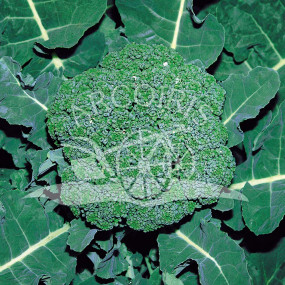 Chou Broccolo Ramoso Calabrese 3000 graines - Arcoiris semences biologiques et biodynamiques