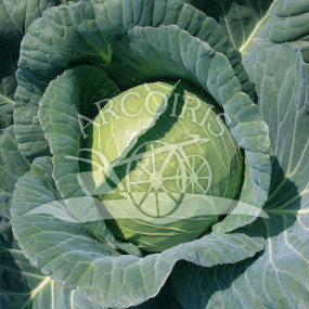 Cabbage Savoy Copenhagen Market 2 - Organic Seeds