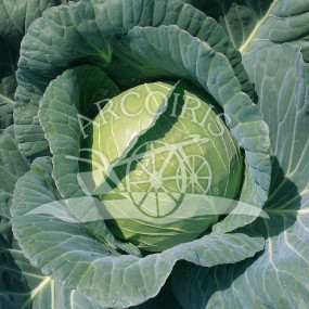 Cabbage savoy Copenhagen market 2 - 2500 seeds - Organic seeds