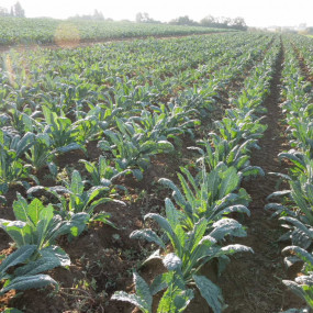 Kale Black of Toscana - Organic Seeds