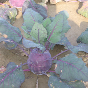 Kohlrabi Vienna blu (Vienna Purple) - Organic Seeds