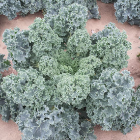 Kale Westlandse  Herfst  50 gr - Arcoiris organic seeds