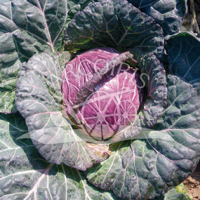 Cabbage savoy San Michele 2500 seeds - organic seeds