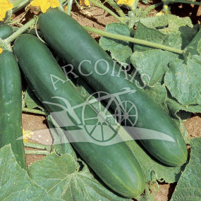 Cetriolo lungo verde degli Ortolani 100g - Arcoiris sementi biologiche