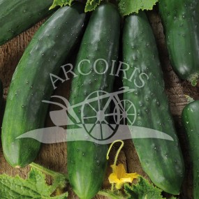 Cucumber Marketmore 10 g - Arcoiris organic and biodynamic seeds