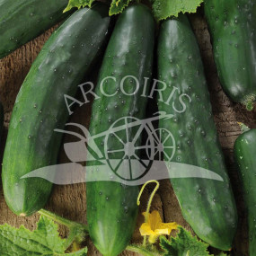 Cucumber Marketmore - Arcoiris organic seeds