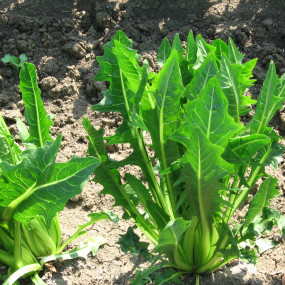 Chicory Catalogna Frastagliata - Arcoiris organic seeds