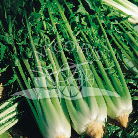 Cicoria catalogna gigante di Chioggia Sel. Sangria - 5000 semi - Sementi biologiche professionali