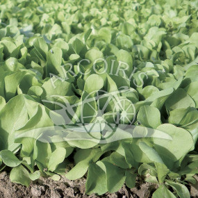 Chicory da taglio Zuccherina di Trieste - Arcoiris organic seeds