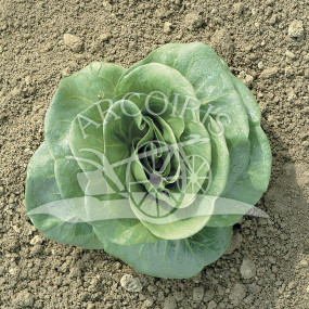 Chicory Grumolo Green - Organic Seeds