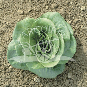 Chicory grumolo verde 25 g - Arcoiris organic and biodynamic seeds