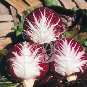 Chicory red ball 5 Sel. Otello - Organic Seeds