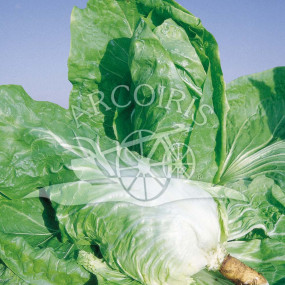Cicoria Pan di Zucchero Sel. Pandea - 5000 semi - Sementi biologiche professionali