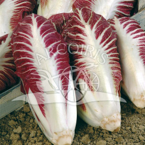 Cicoria rossa di Treviso Sel. Nerone - 5000 semi - Sementi biologiche professionali