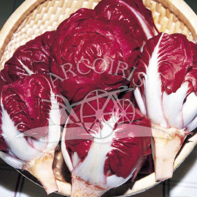 Chicory rossa di Verona a palla - Arcoiris organic seeds