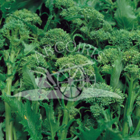 Broccoli raab novantina - Organic Seeds