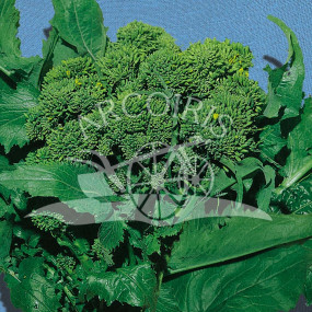 Raab Broccoli sessantina 25 KG- Arcoiris organic seeds