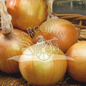 Onion yellow Density - Organic Seeds