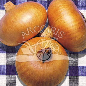 Onion yellow Stuttgarter - Organic Seeds